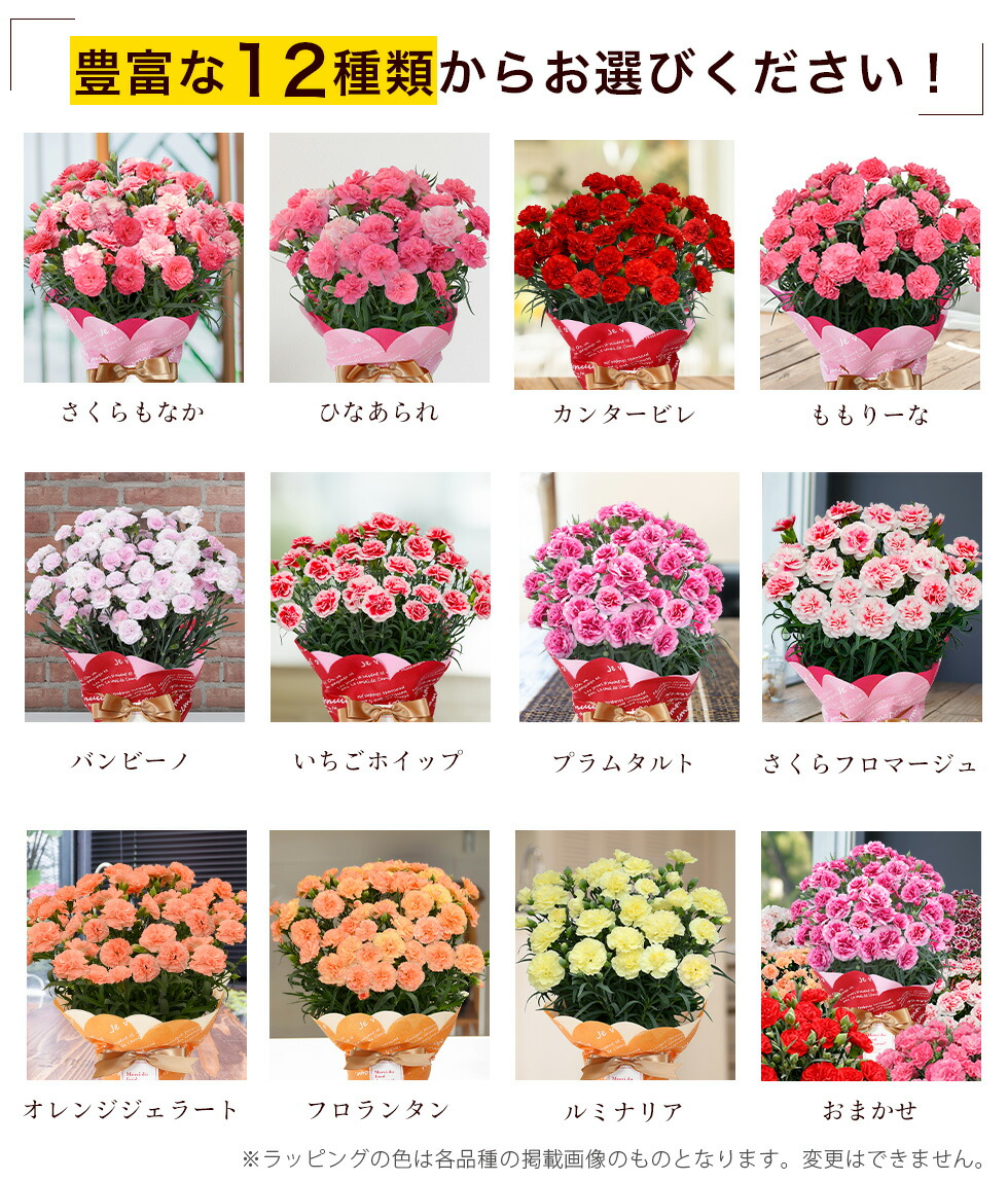 イングの森様 母の日カーネーション特集ページ