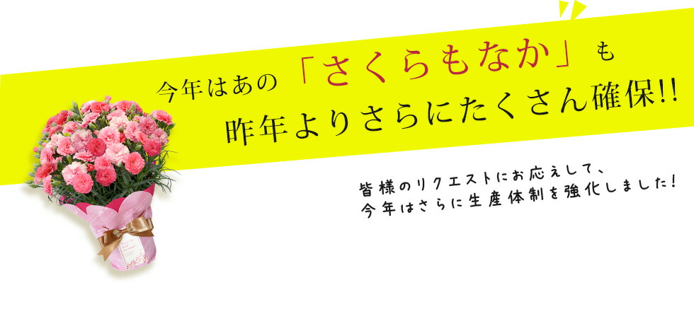 イングの森様 母の日カーネーション特集ページ